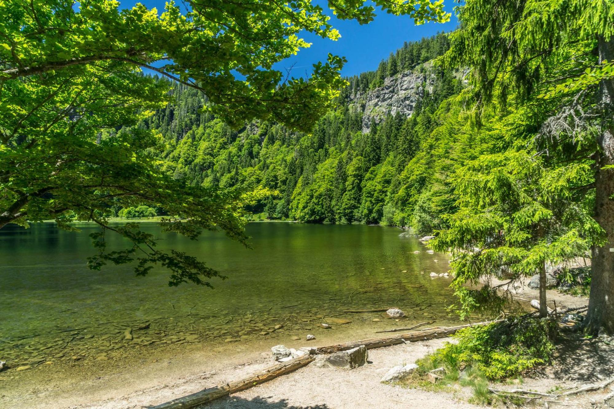 Ferienwohnung Seeblick Nr 3, 2 Zi-Bärental, Feldberg Rotwasser Exterior foto